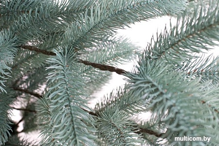 Ель Siga Group Беловежская голубая 1.8 м