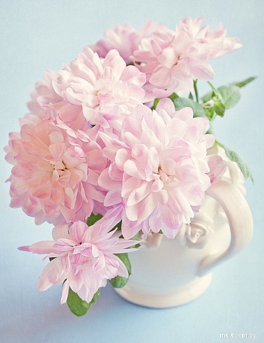 Картина по номерам Рыжий кот Розовые георгины Х-3954