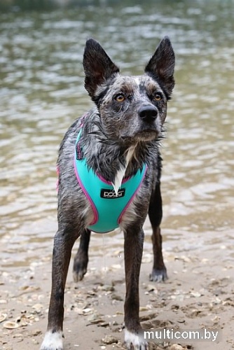 Шлея Doog Neoflex Rin Tin Tin HARTIN-M (бирюзовый с розовым кантом)