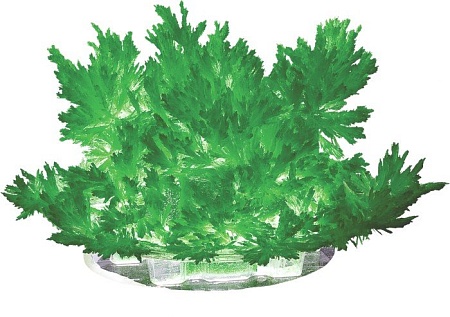 Набор для опытов Lori Лучистые кристаллы. Зеленый кристалл Лк-003