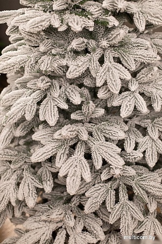 Ель Ёлушка Донская заснеженная ЕДОНЗ 15 (1.5м, подставка пластик)