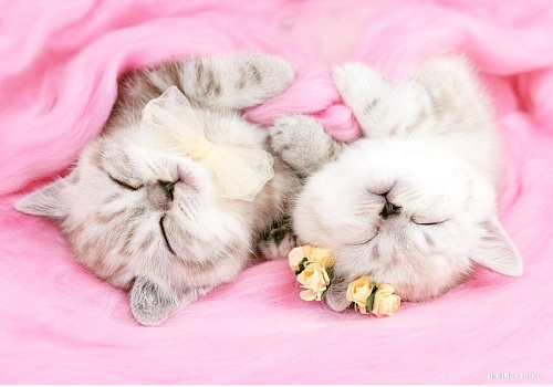 Картина по номерам Рыжий кот Спящие котики Х-4031