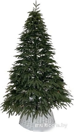 Ель Смерека-Плюс Сказка СМ-15СК 1.5 м