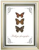 Фоторамка Палитра 12/02 21x30 (серебристый)