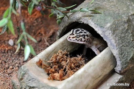 Субстрат Lucky Reptile Sphagnum SM-100 100 г