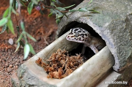 Субстрат Lucky Reptile Sphagnum SM-100 100 г