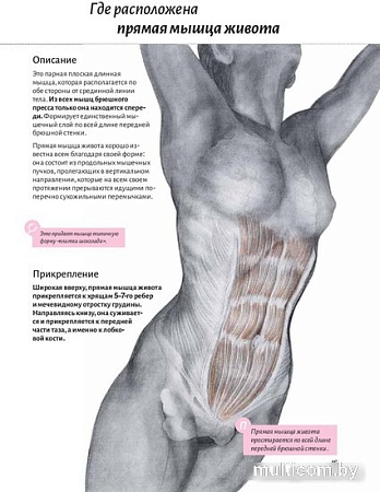 Книга издательства Попурри. Анатомия пресса (Кале-Жермен Б.)