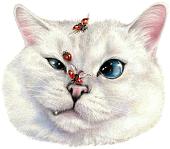 Картина по номерам Рыжий кот Мордашка кота Х-3865