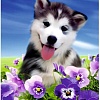 Алмазная мозаика ArtCity Хаски в анютиных глазках DP008