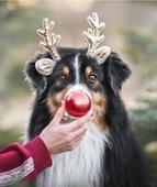 Рыжий кот Пес - красный нос Х-7553