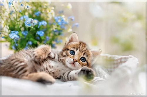 Solmax&Creators Котенок SM98458