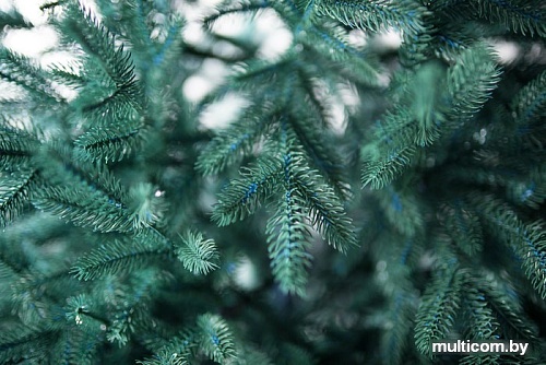 Ель Green Trees Берген люкс 2.1 м