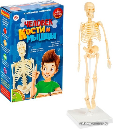 Набор для опытов Bondibon Японские опыты. Человек. Кости и мышцы ВВ4728