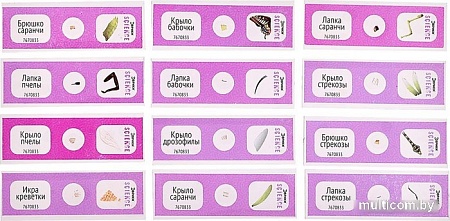 Набор для опытов Эврики Набор микропрепаратов. Насекомые 7670833