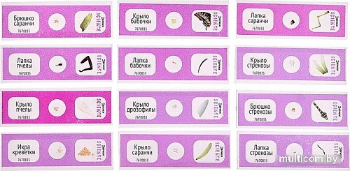 Набор для опытов Эврики Набор микропрепаратов. Насекомые 7670833