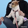 Ошейник United Pets Complete Me Forever Collar (S)
