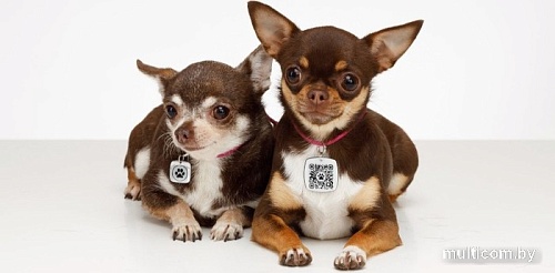 Адресник Потеряшка QR (зеленый)