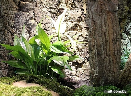 Фон Lucky Reptile Rough KBG-7