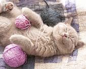 Алмазная мозаика Феникс+ Набор алмазной вышивки Котенок с клубком 65569