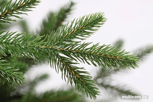 Ель Царь Елка Офелия 1.8 м