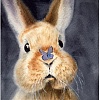 Картина по номерам Рыжий кот Милый заяц Х-4040