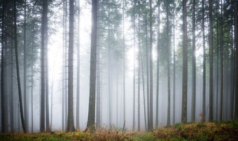 Фотообои Citydecor Лес в тумане 2 450x270