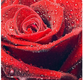 Фотообои Citydecor Красная роза с защитным покрытием 300x254