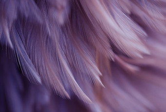 Фотообои Vimala Перья 18 270x400
