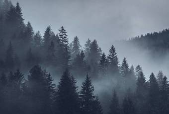 Фотообои Vimala Серый лес 270x400