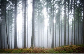 Фотообои Citydecor Лес в тумане 2 с защитным покрытием 400x254