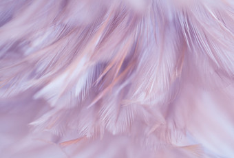 Фотообои Vimala Перья 1 270x400