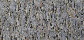 Elysium Форма E300106