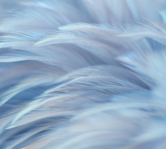 Фотообои Vimala Перья 13 270x300