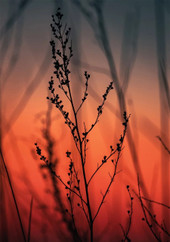 Картина Stamprint Ветка в закате SP020 (100x70)