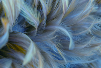 Фотообои Vimala Перья 12 270x400