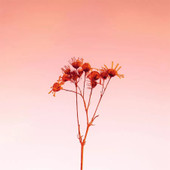 Картина Stamprint Ветка 1 SP017 (50x50)