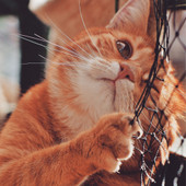 Картина Stamion Пират (40x40см)