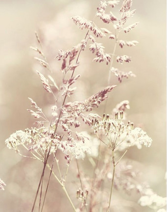 Фотообои Citydecor Цветущий луг с защитным покрытием 200x254