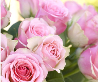 Фотообои Citydecor Розовые розы с защитным покрытием 300x254