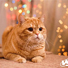 Коврик для мыши VS Cat VS_B4652