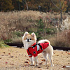 Дождевик для животных Puppia Wilderness PLRA-JM9320-RD-XL (красный)