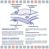 Одноразовая пеленка ElitePad Active Carbon с активированным углем (90x60 см, 10 шт)