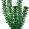 Искусственное растение Barbus Амбулия Plant 002/30 (зеленый)