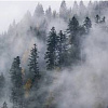 Фотообои Vimala Лес в тумане 10 270x400