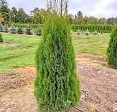 Красный клен Туя западная Smaragd (50-60 см)