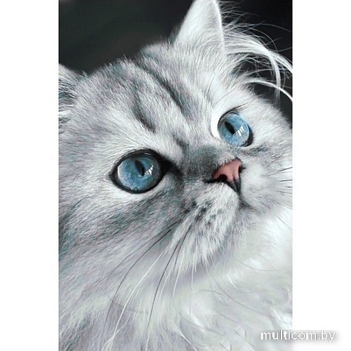 Алмазная мозаика Wizardi Кошачьи глаза 2WD3003