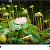 Телевизор Thomson T55USL7010