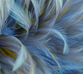 Фотообои Vimala Перья 12 270x300