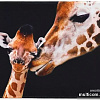 Коврик для мыши SmartBuy Giraffe S SBMP-103-GI