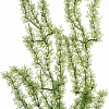 Искусственное растение Barbus Яванский мох Plant 024/30 (зеленый)